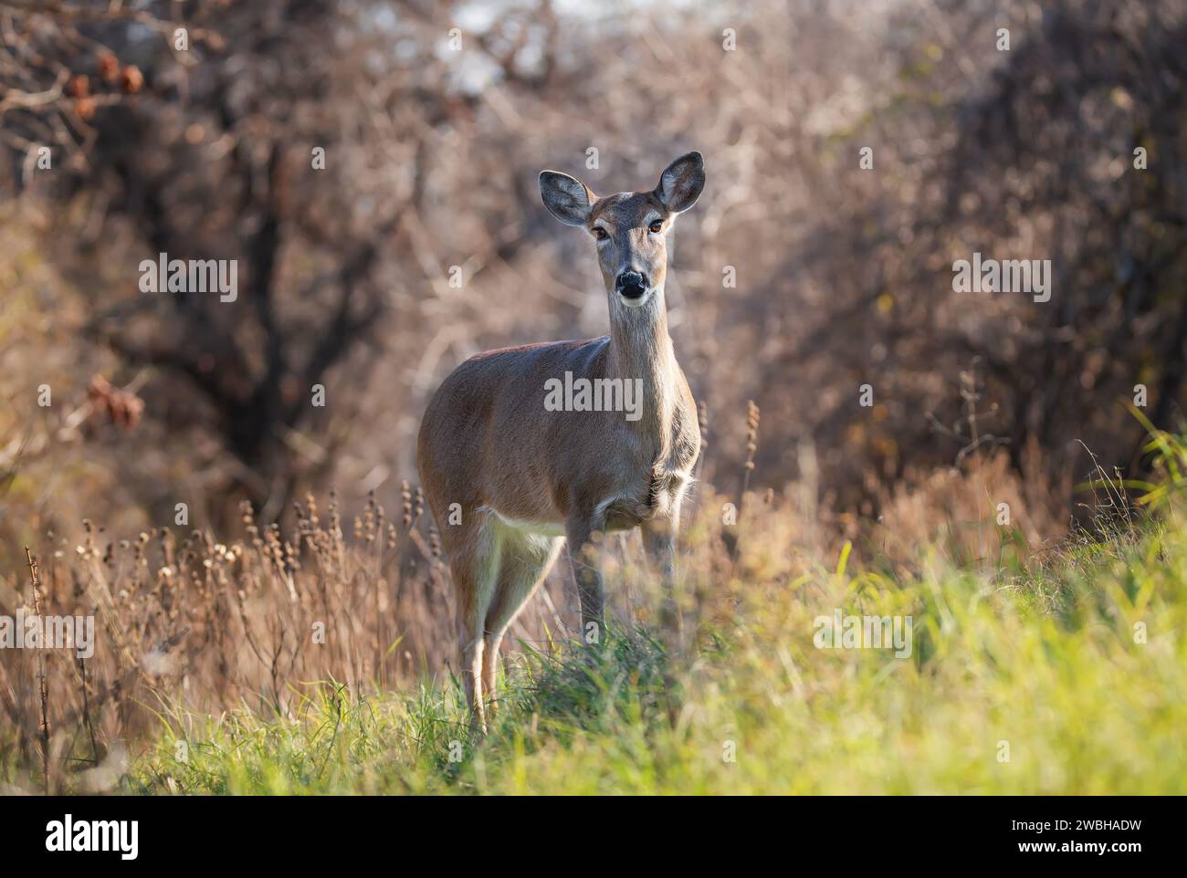 White tailed deer, female doe, standing in tall grass during the rut
