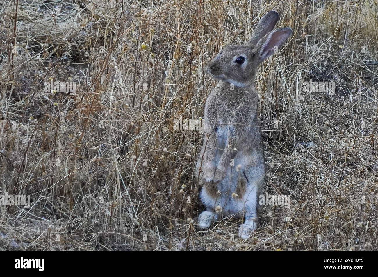 Animales conejo hi-res stock photography and images - Alamy