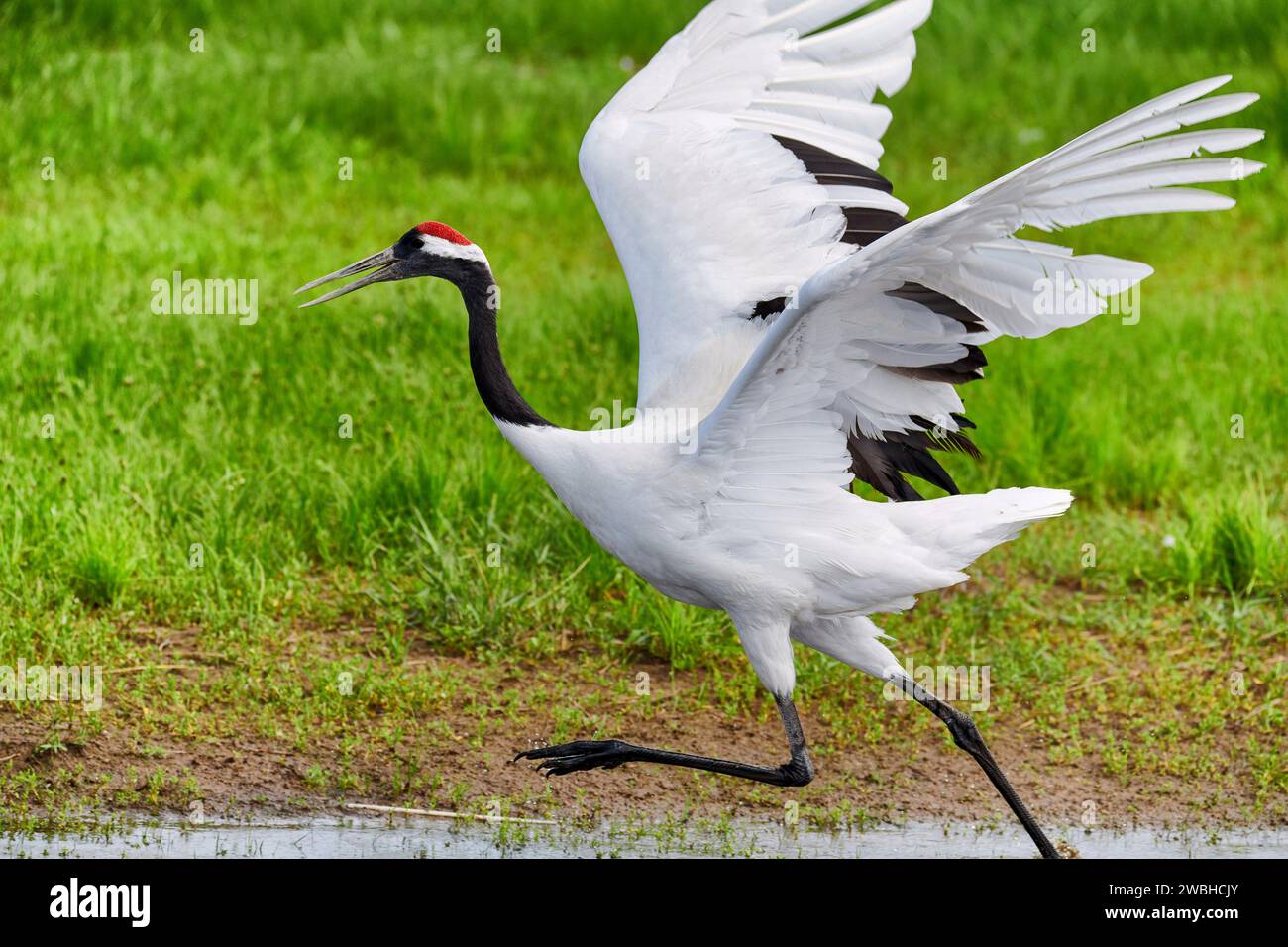 Red crowned crane china wetland hi-res stock photography and images - Alamy