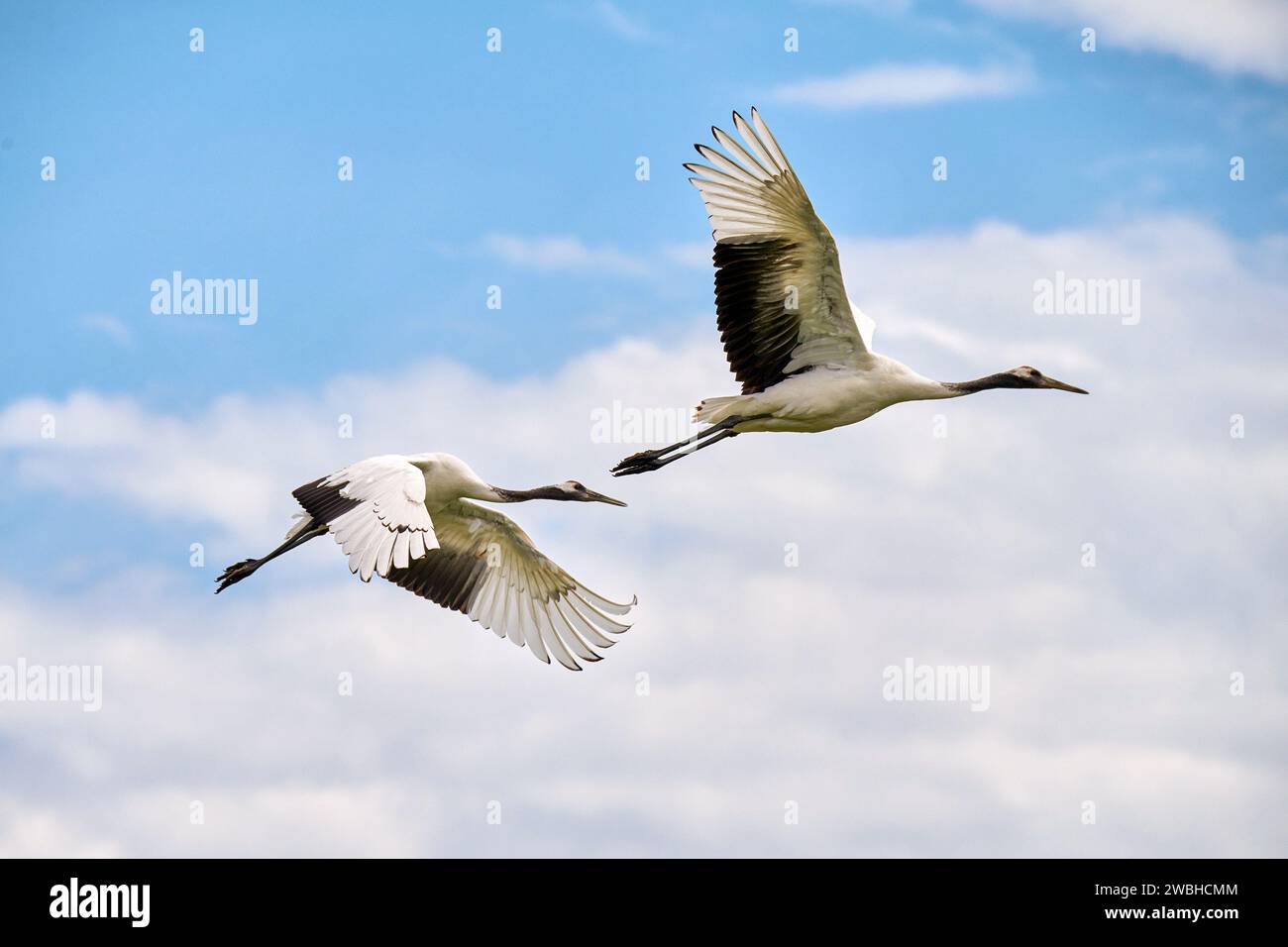 Red crowned crane china wetland hi-res stock photography and images - Alamy