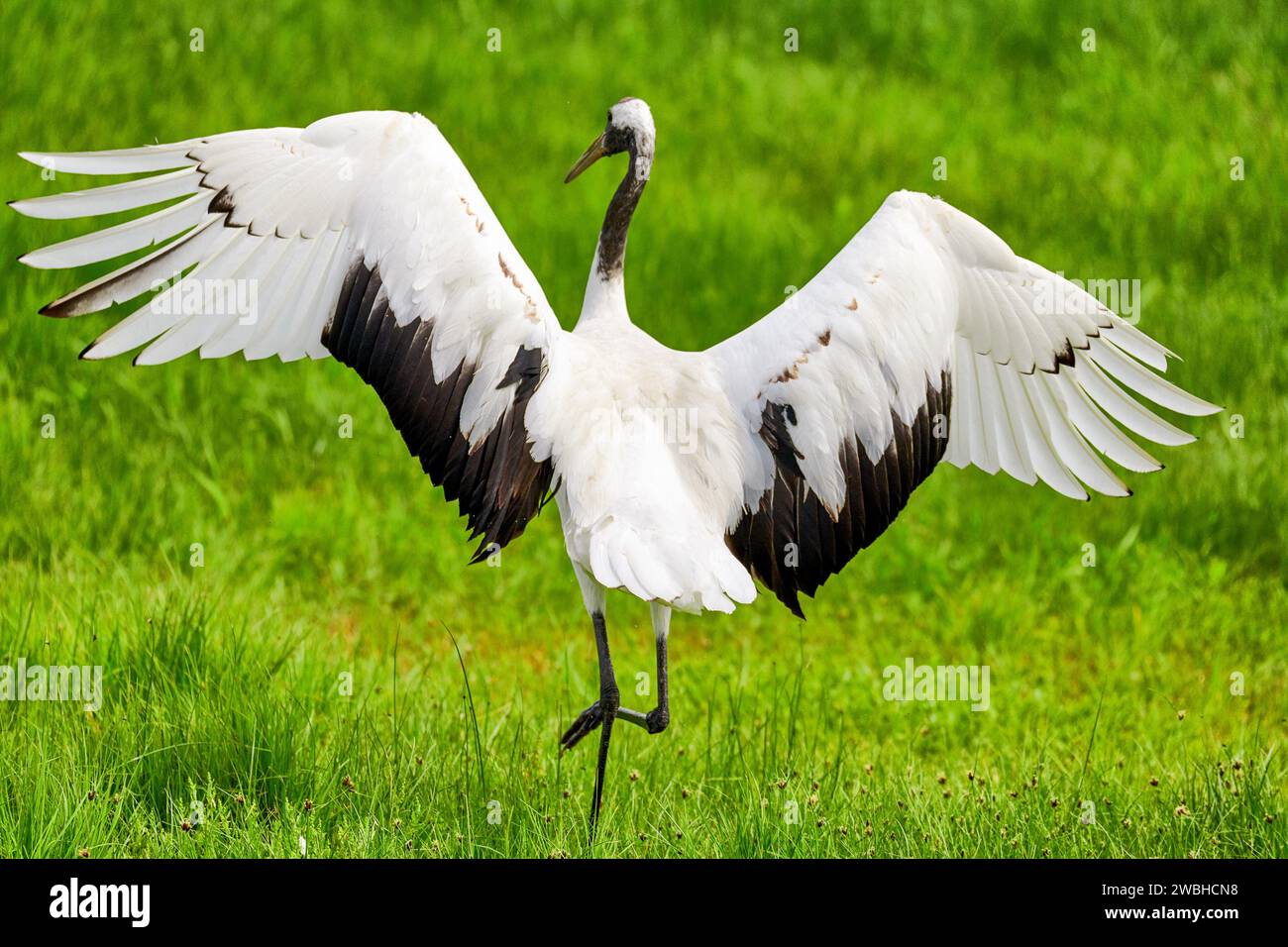 Red crowned crane china wetland hi-res stock photography and images - Alamy