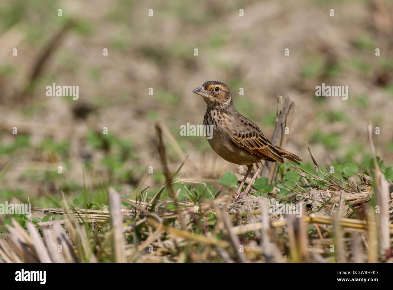 Bengal bush lark (Mirafra assamica) or Bengal lark is a species of lark in the family Alaudidae found in southern Asia. Stock Photo