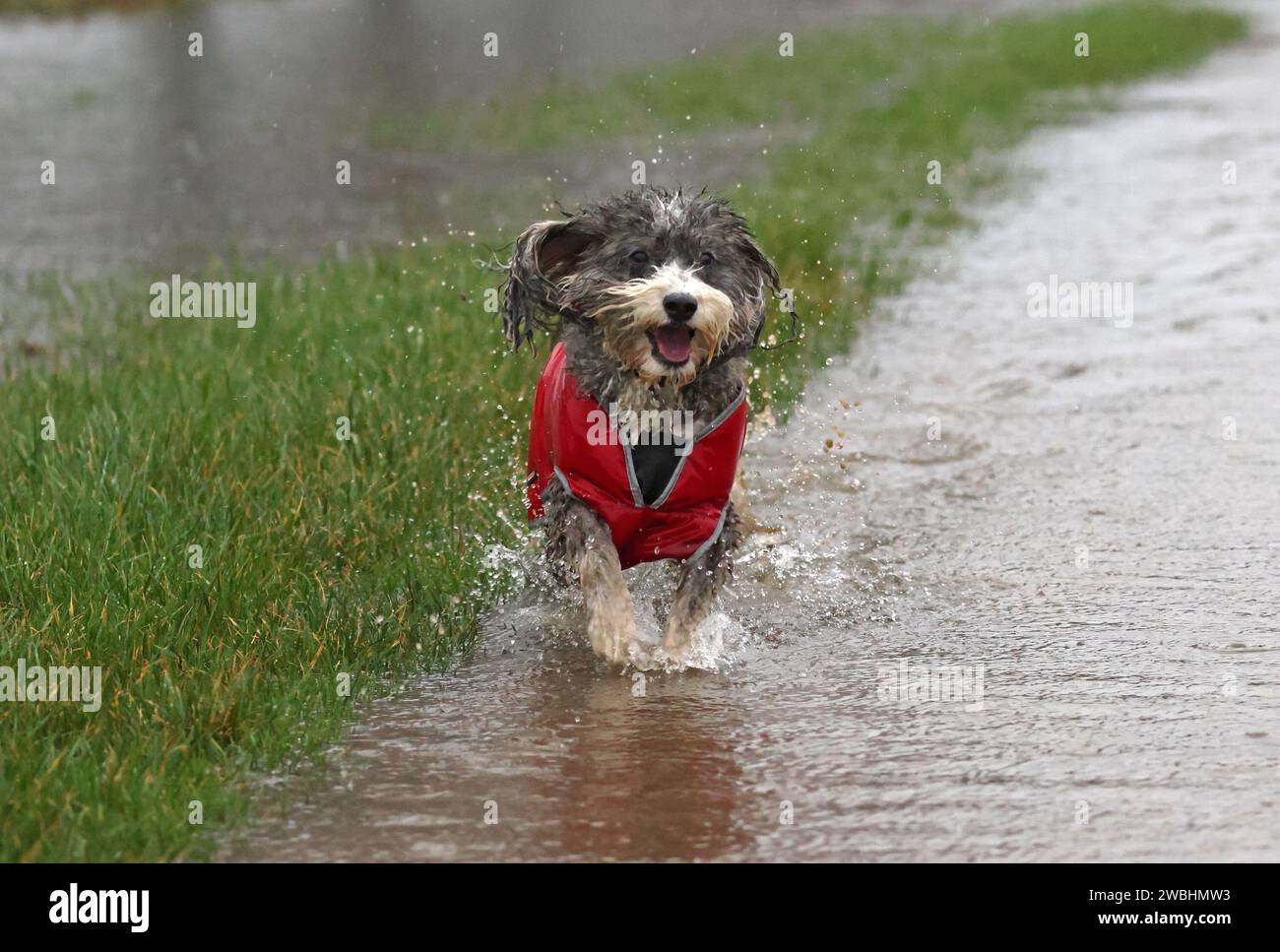 Cookie the cockapoo dog enjoys a splash in the floodwater as the River ...
