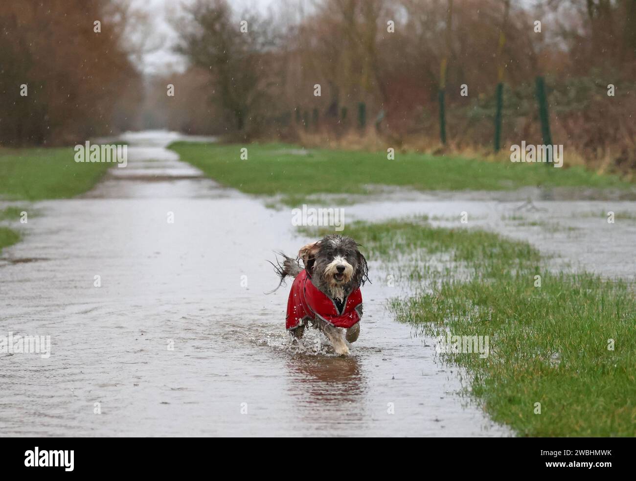 Cookie the cockapoo dog enjoys a splash in the floodwater as the River ...