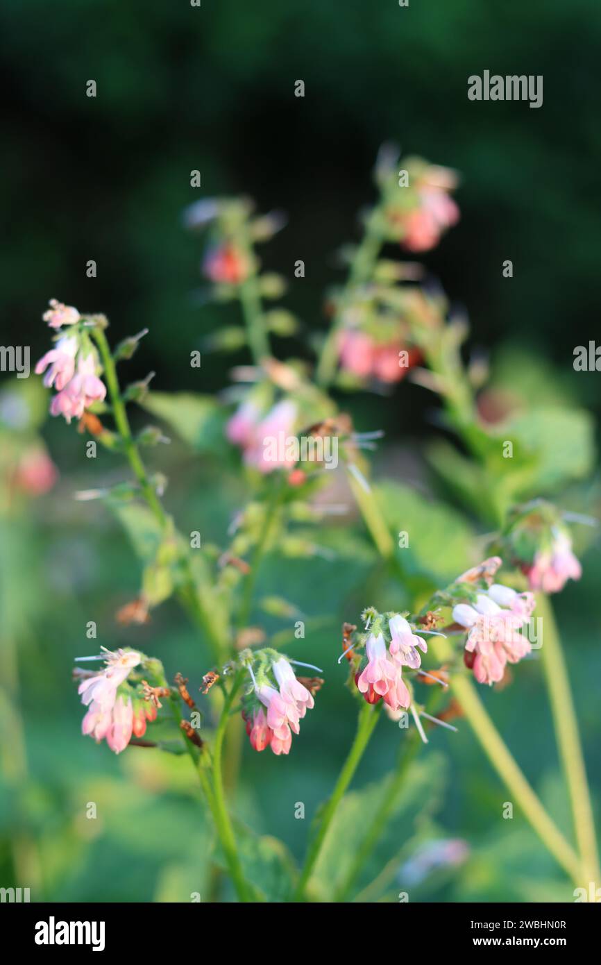Close up of pink comfrey flowers in soft evening sunshine Stock Photo