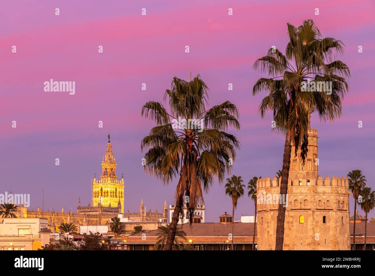 The tower of the Giralda Cathedral in the centre of the Seville during blue hour and sunrise, with the iconic orange fruit trees and the ornaments on Stock Photo