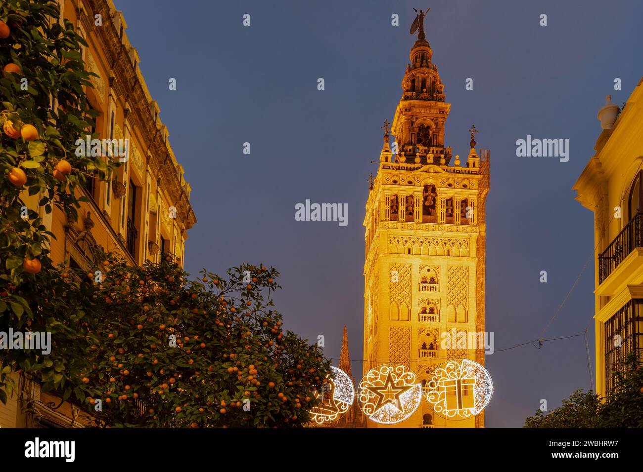 The tower of the Giralda Cathedral in the centre of the Seville during blue hour and sunrise, with the iconic orange fruit trees and the ornaments on Stock Photo