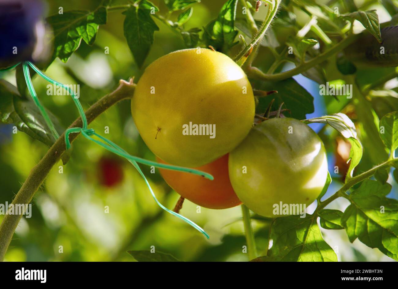 Tomaten frisch vom Strauch Stock Photo