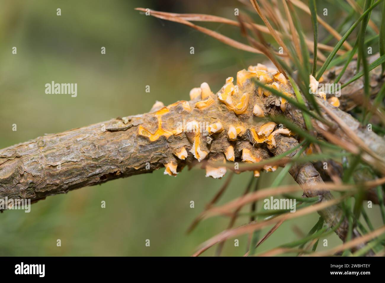Pine rust fungi (Cronartium) Stock Photo