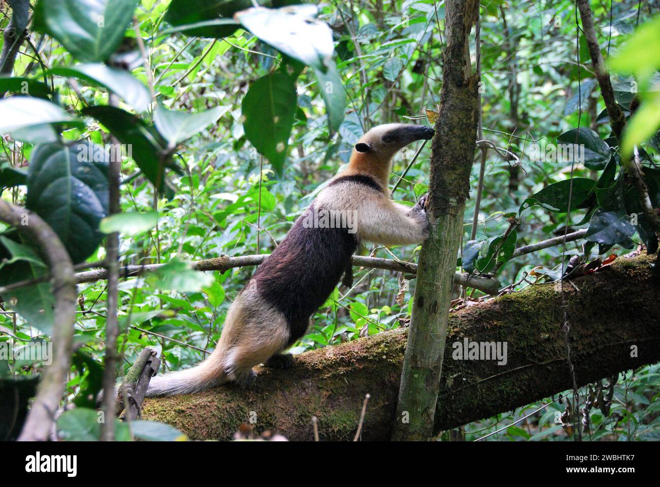 A closeup of an Anteater perched on a branch of a tree in a jungle Stock Photo