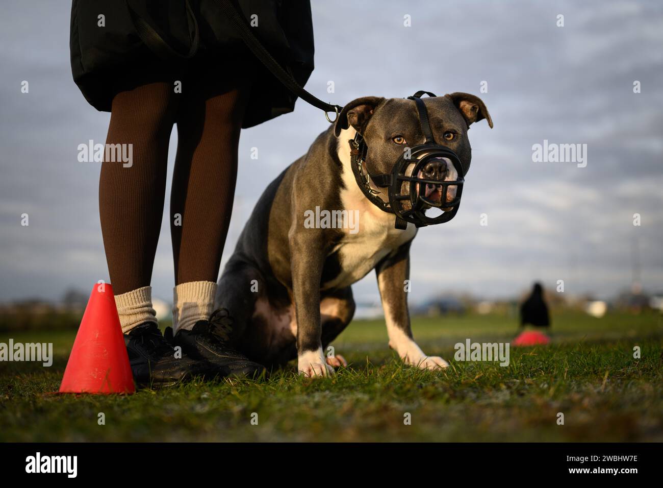 26th November 2023: The British Government takes steps to ban the XL Bully breed after a number of fatal attacks. New restrictions which c0me into force on 31st January make it a legal requirement for all XL Bully dogs to be kept on a lead and muzzled when in public. It is also illegal to breed, sell, advertise, gift, exchange, abandon or let XL Bully dogs stray from this date. The photograph shows X L Bully dogs at an obedience class on Blackheath Common, London, UK. Credit: Justin Griffiths-Williams/Alamy Live News Stock Photo