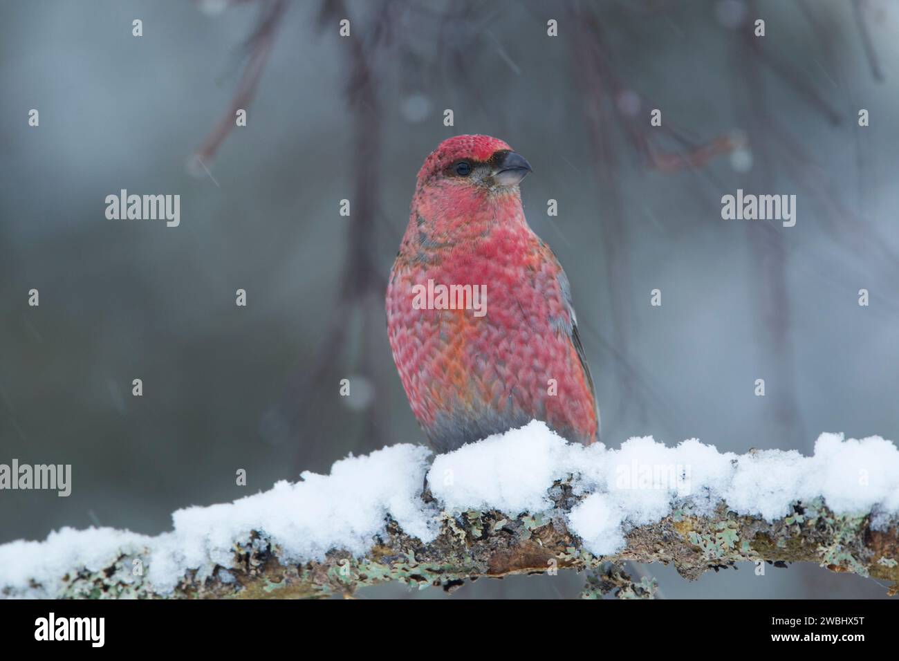 Male pine grosbeak (Pinicola enucleator) perched on a snow covered branch showing details of front plumage in soft light while snow is falling.  Borea Stock Photo