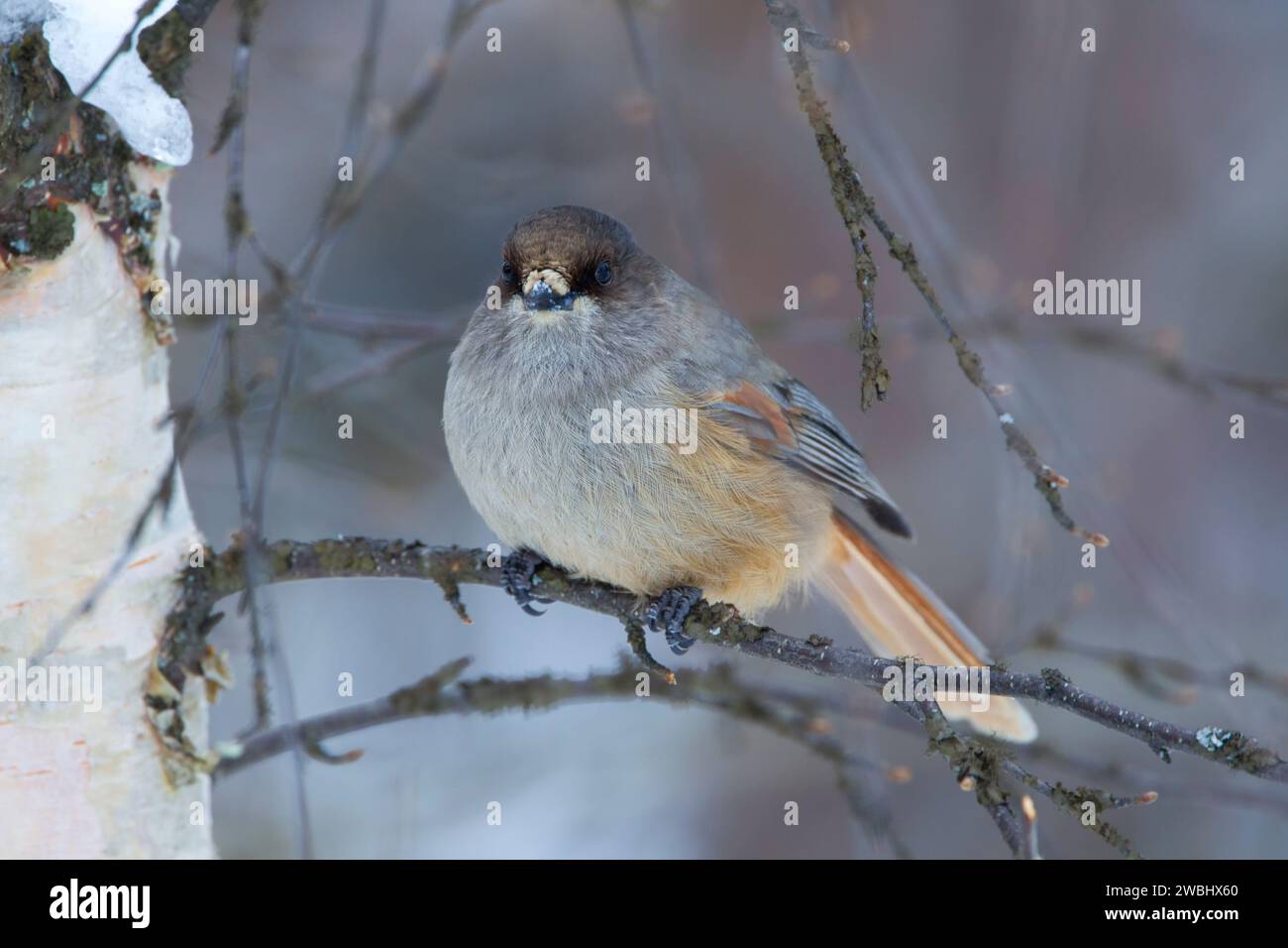 Siberian Jay (Perisoreus infaustus), perched on a thin branch showing details of front plumage in soft light against out of focus trees in boreal fore Stock Photo