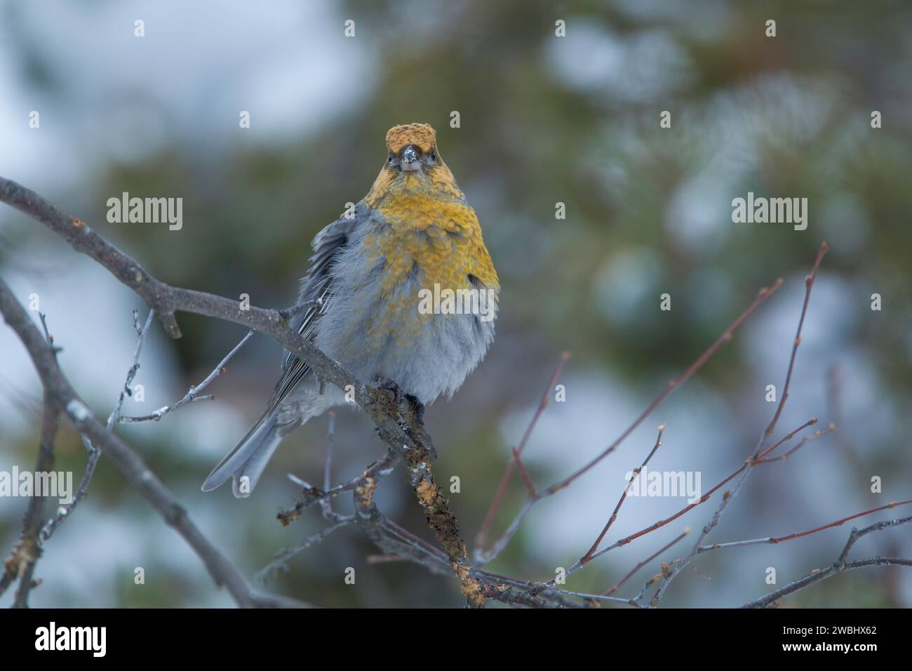 Female pine grosbeak (Pinicola enucleator) perched on a thin branch against snow on pine trees, showing details of front plumage in soft light.  Borea Stock Photo