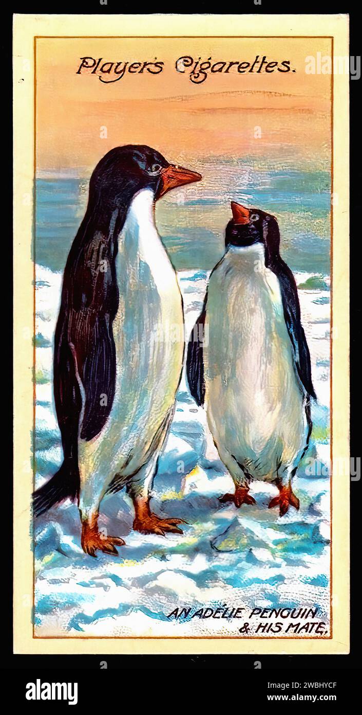 Adélie Penguin and His Mate - Vintage Cigarette Card Illustration Stock