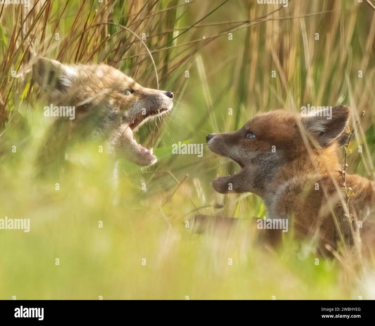 Sibling arguments UK The CUTEST baby foxes can be seen playing with