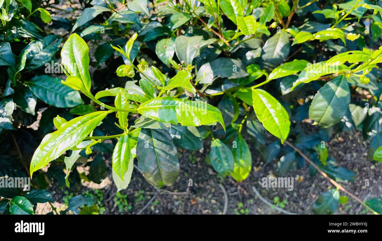 Beautiful plants lush leaves hi-res stock photography and images - Alamy