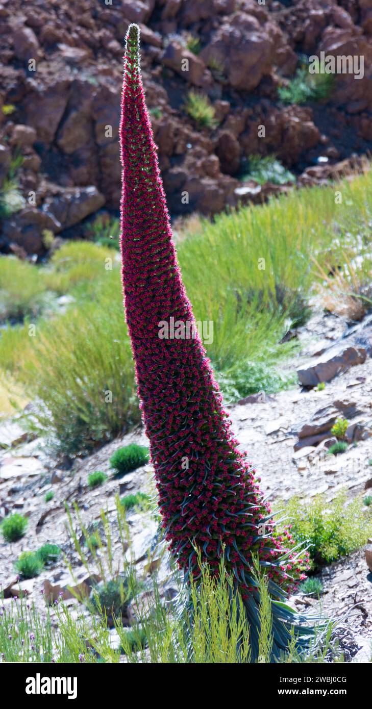 Tajinaste rojo (Echium wildpretii). branchless, lance-shaped shrub. endemic species and only found in the Teide National Park. Stock Photo