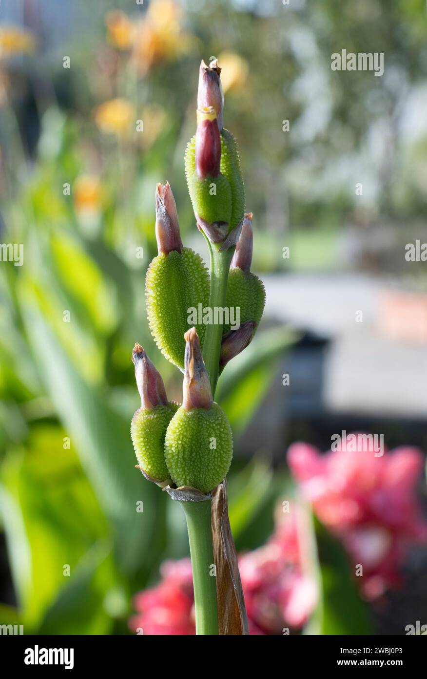 Canna plant seeds hi-res stock photography and images - Alamy