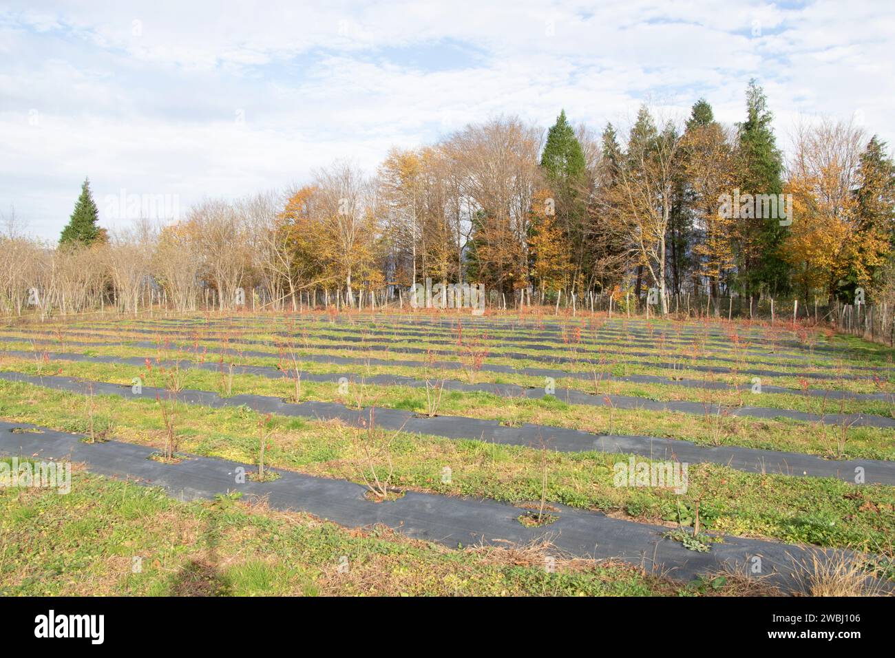 A scenic landscape featuring a field with numerous tall trees in the ...