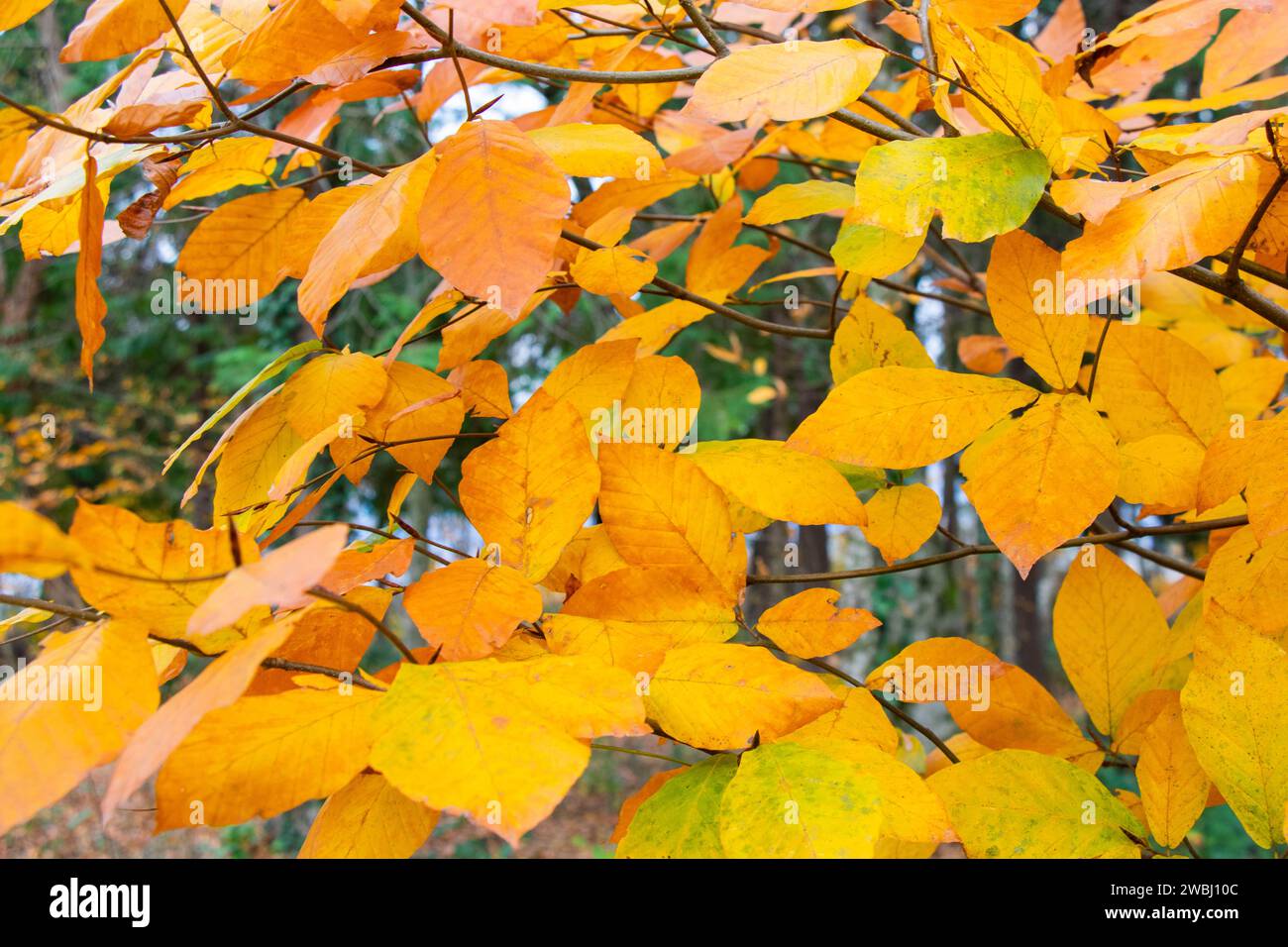 A vibrant autumn tree branch displaying with lush yellow foliage Stock Photo
