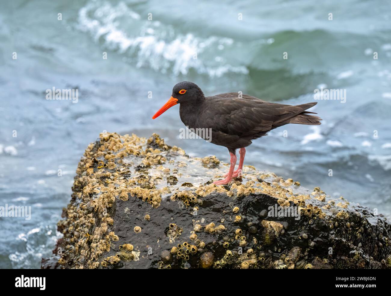 The Sooty Oystercatcher (Haematopus fuliginosus)  black shorebird with a long orange-red bill, red eyes and stout red-pink legs. Stock Photo