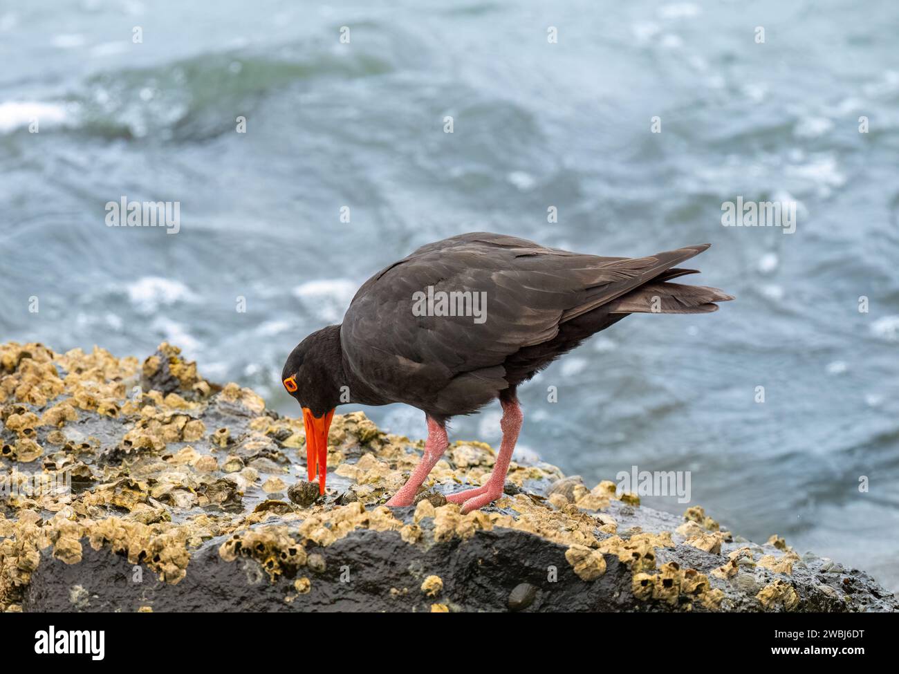 The Sooty Oystercatcher (Haematopus fuliginosus)  black shorebird with a long orange-red bill, red eyes and stout red-pink legs. Collecting food. Stock Photo