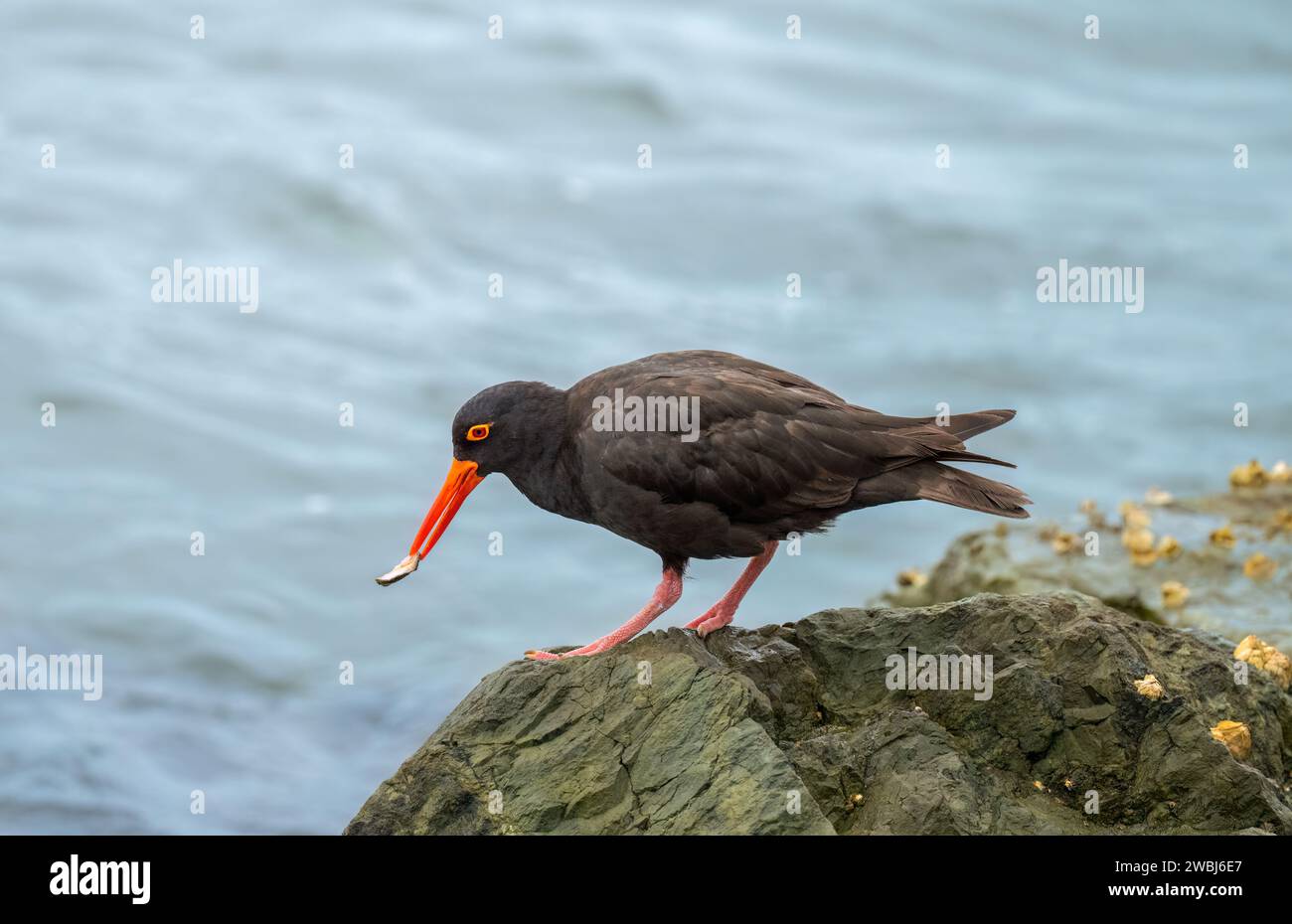 The Sooty Oystercatcher (Haematopus fuliginosus)  black shorebird with a long orange-red bill, red eyes and stout red-pink legs. Stock Photo