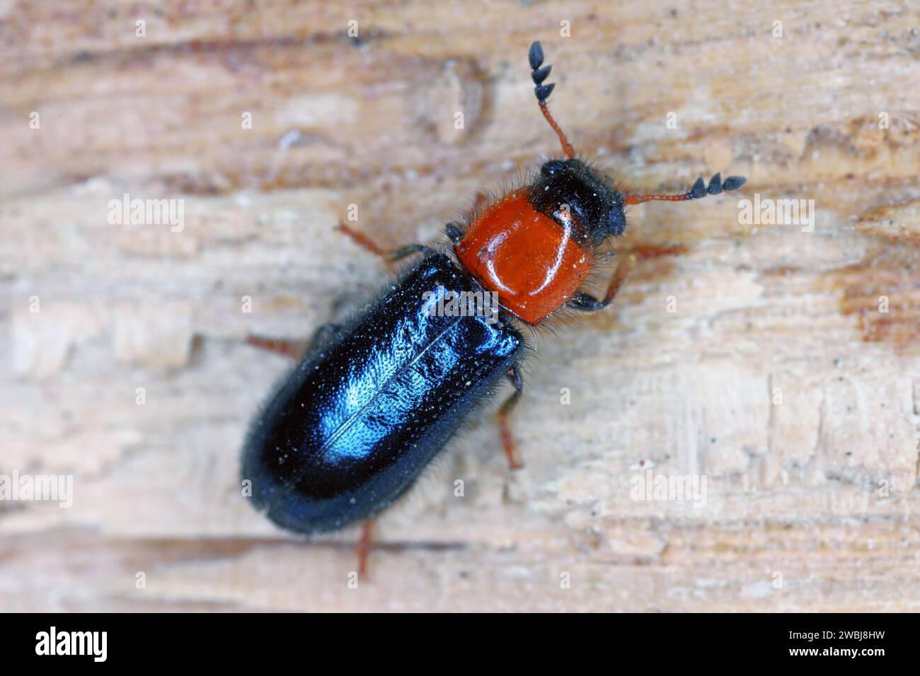 Dermestoides sanguinicollis. A very rare species of beetle in the family Cleridae. Predator found in natural forests. Stock Photo