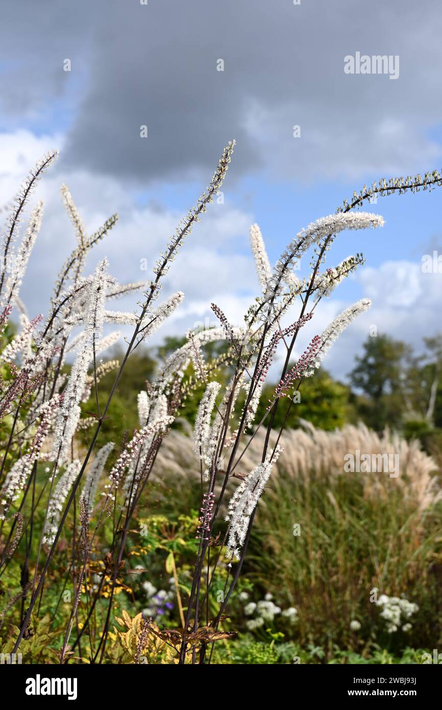 Delicate white flowers spikes of Actaea cimicifuga growing in UK garden September Stock Photo
