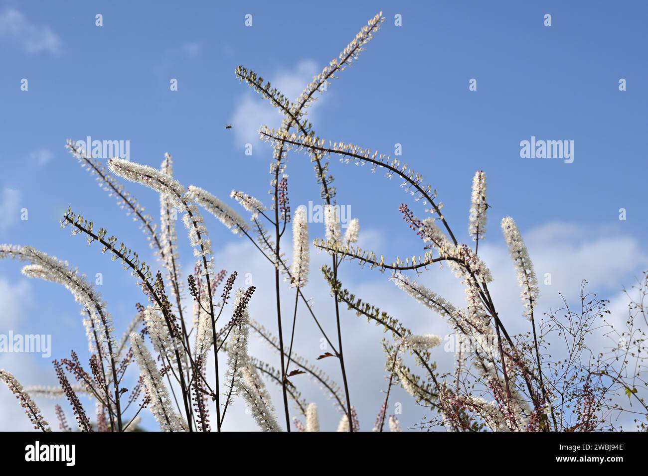 Delicate white flowers spikes of Actaea cimicifuga growing in UK garden September Stock Photo