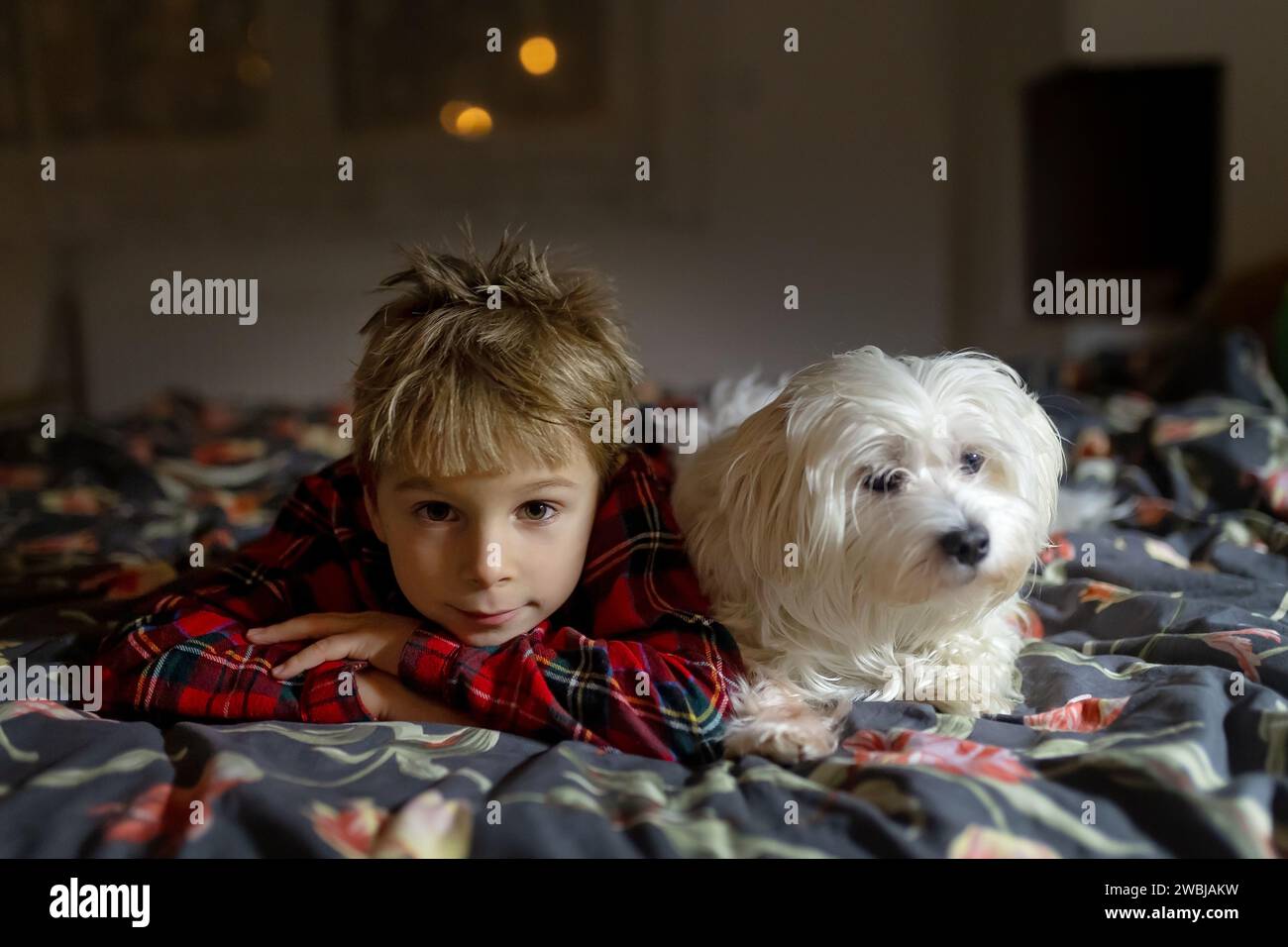 Cute preschool child, boy in pajama, lying in bed with maltese pet dog at night Stock Photo