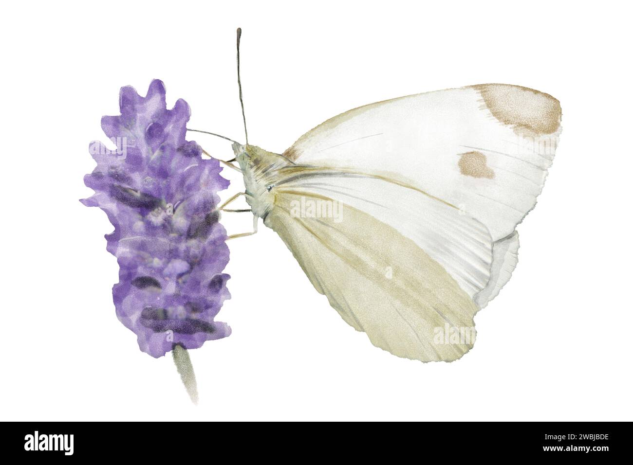 Small Glassine Butterfly in Lavender and Pearl