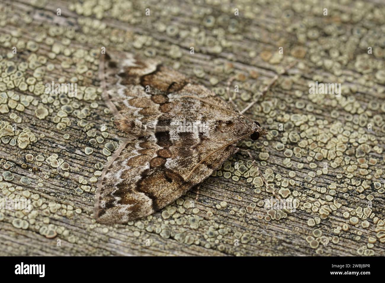 Detailed closeup on the Spruce carpet, Thera variata , with spread wings on wood Stock Photo