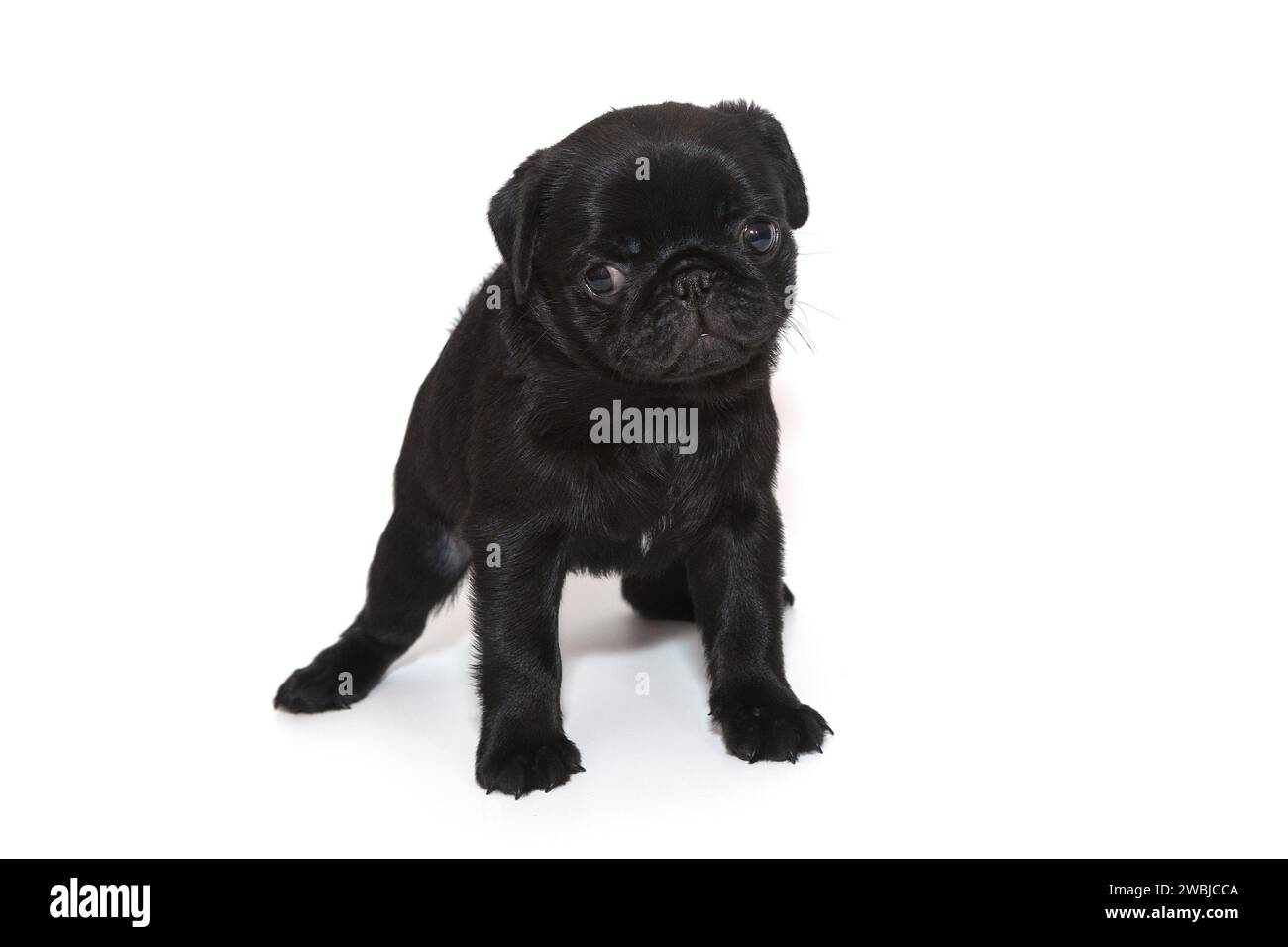 Black pug puppy, age one and a half months, it stands. Isolated on a