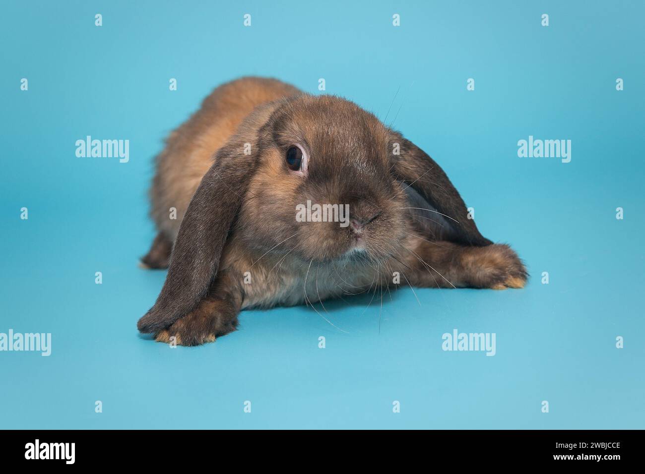 Rabbit breed hi-res stock photography and images - Alamy