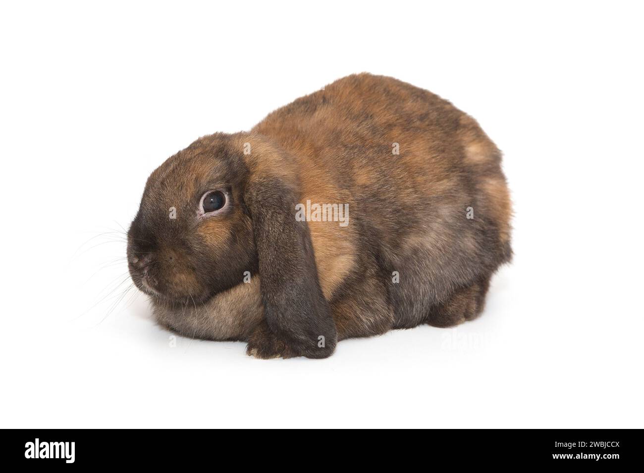 Decorative, little fold-eared rabbit of brown color, breed ram, isolated on a white background. Stock Photo