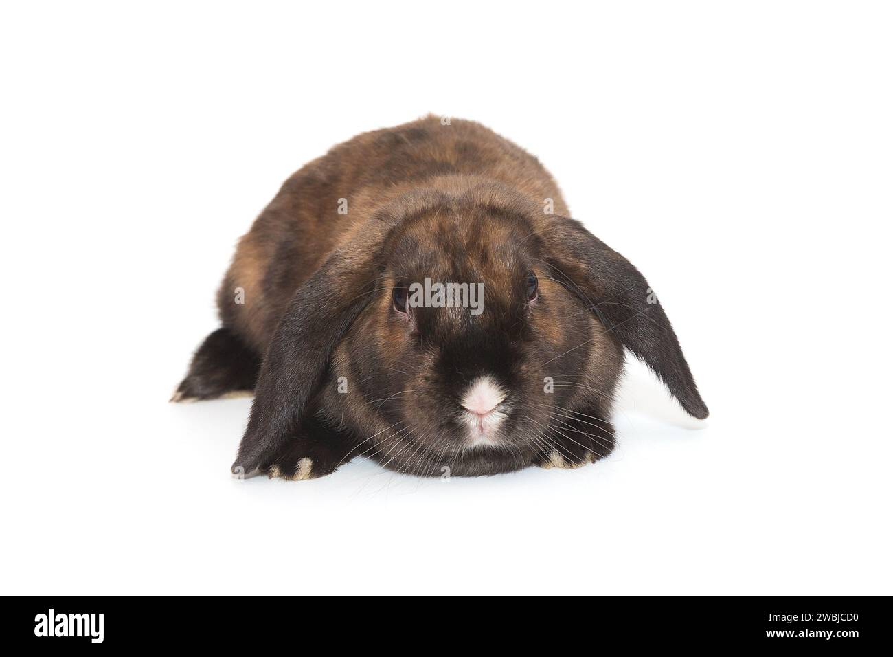 Decorative, small lop-eared rabbit with a white nose, ram  breed, highlighted on a white background. Stock Photo