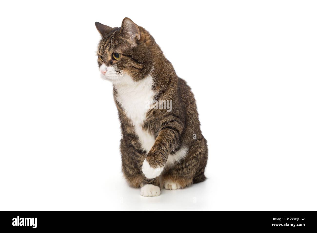 Grey, striped cat stares away and plays with its paw, isolated on a white background Stock Photo