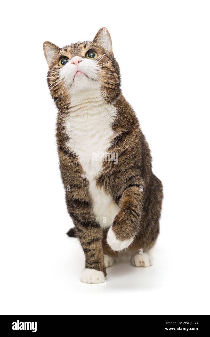 Grey, striped cat looks up and plays with its paw, isolated on a white background Stock Photo