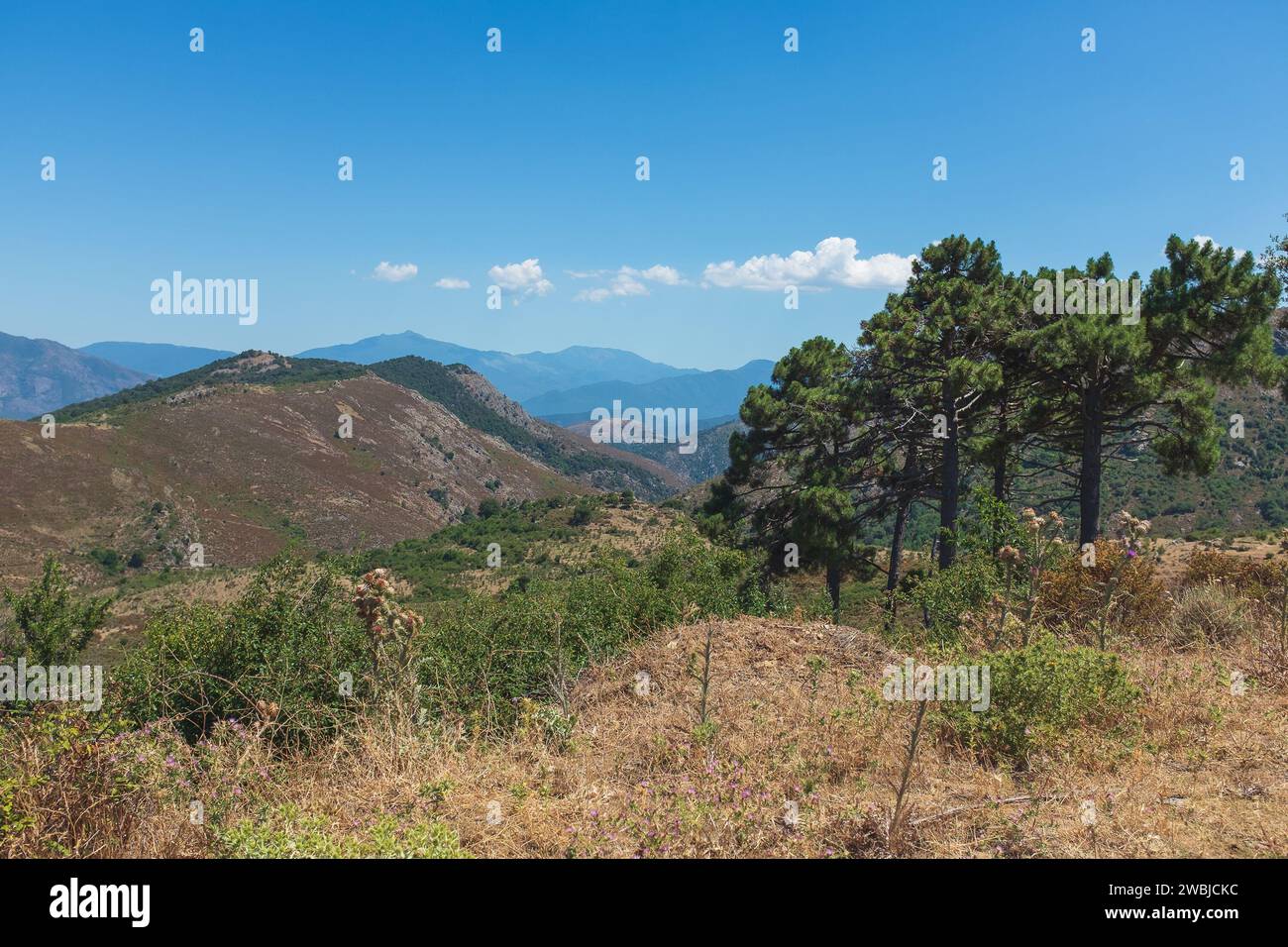 Balagna, Corsica. Typical hilly landscape in Balagna, with its rich maquis and Corsican pines (Pinus nigra var. corsicana) Stock Photo