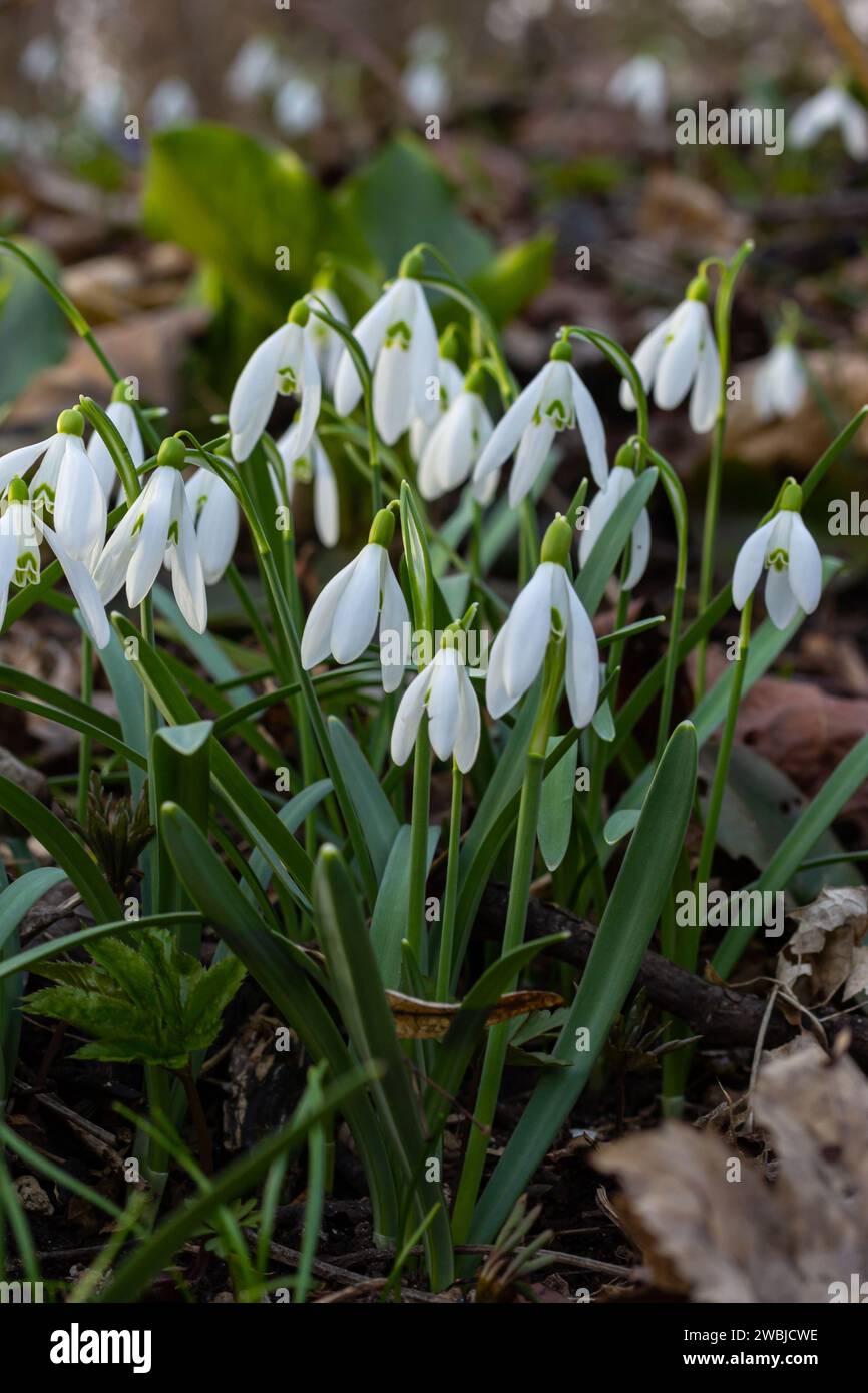White snowdrop flowers close up. Galanthus blossoms illuminated by the sun in the green blurred background, early spring. Galanthus nivalis bulbous, p Stock Photo