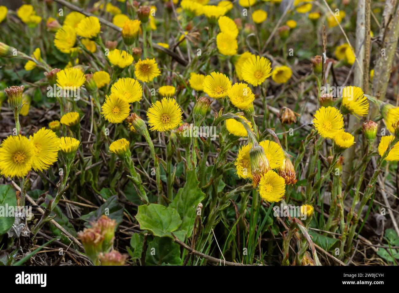 Coltsfoot or foalfoot medicinal wild herb. Farfara Tussilago plant