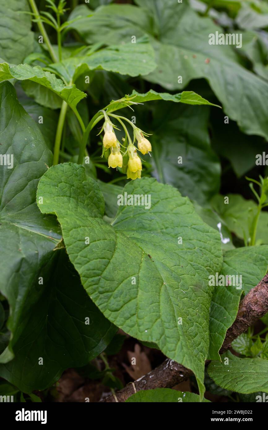 Flowering Symphytum tuberosum in the forest, spring-early summer, natural environment. Medicinal plant. Stock Photo
