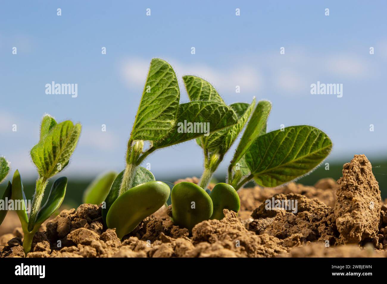 Soybean seedling hi-res stock photography and images - Alamy