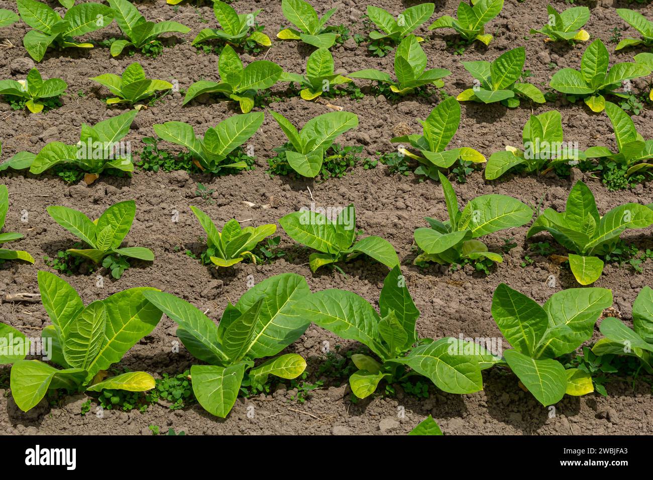 best herbs to smoke instead of tobacco Best Herbs to Smoke: 7 Natural Tobacco Alternatives (2026)  Sacred Plant Co