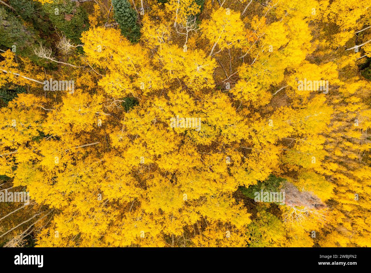 An aerial top view of a tranquil forest with vibrant yellow trees Stock Photo