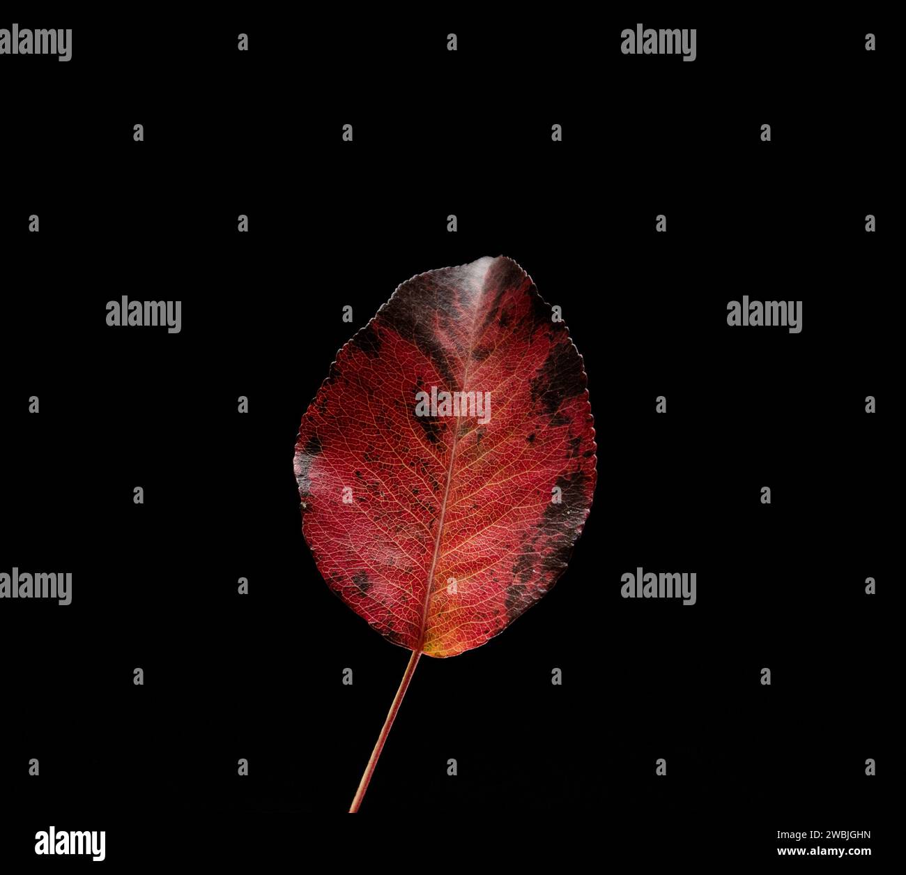 autumn leaf against black background Stock Photo