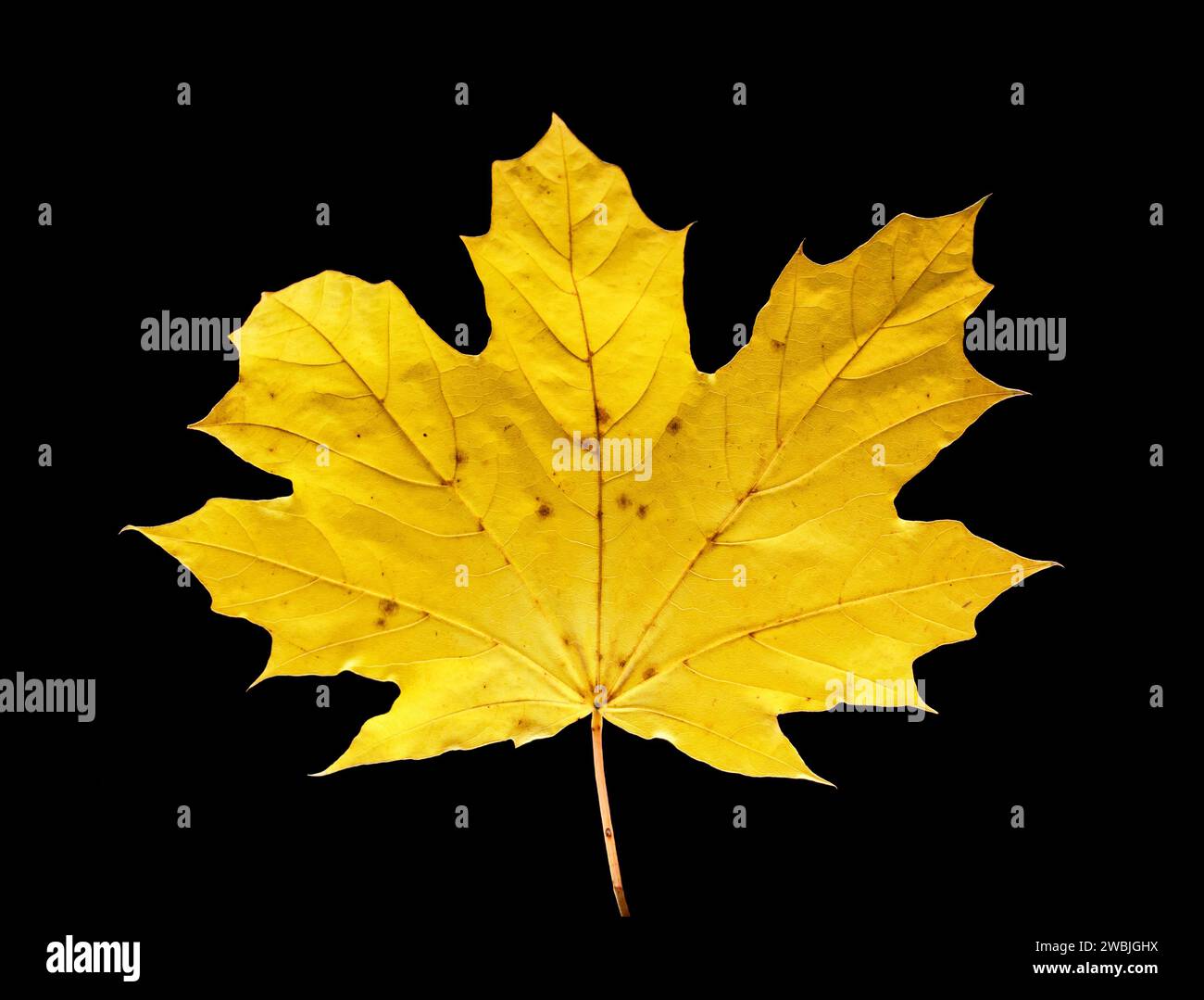 autumn leaf against black background Stock Photo