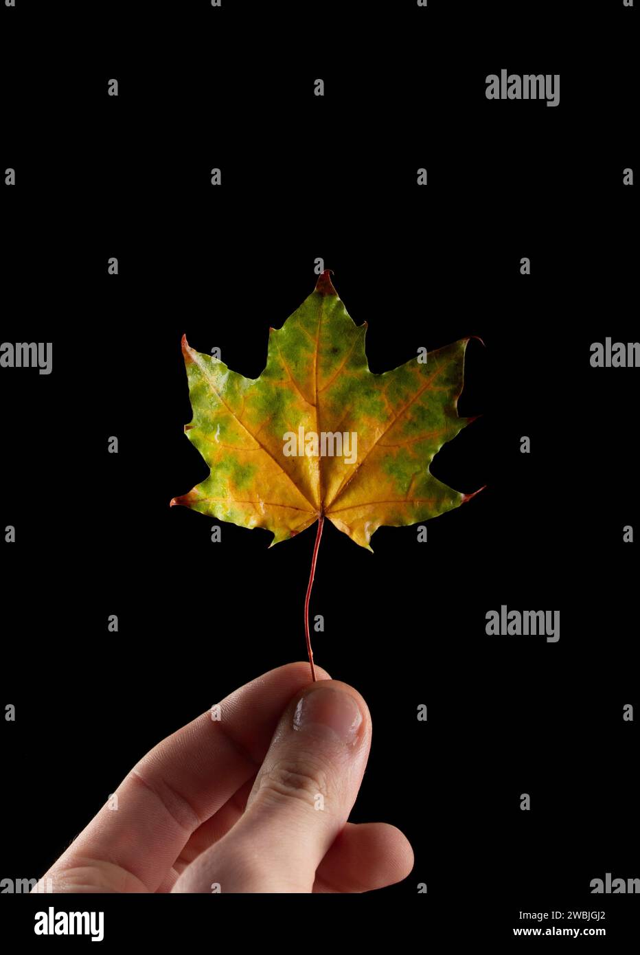 autumn leaf on a black background. Leaf in a man's hand Stock Photo